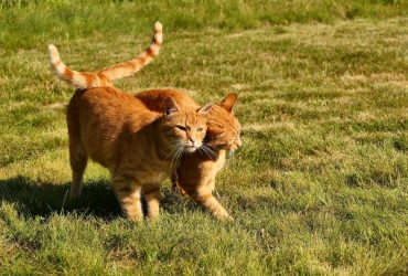 У середу частину України охопить літнє тепло (карта)