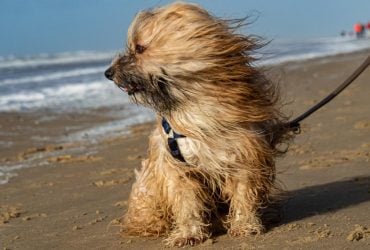 В Одесской области объявили І уровень опасности (инфографика)