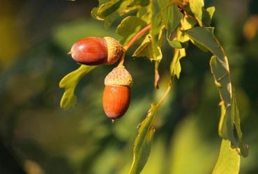 Во вторник Украину накроют температурные контрасты, в нескольких областях - грозы (карта)