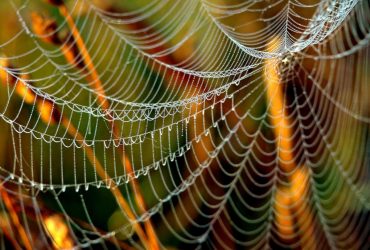 Коли українцям чекати на бабине літо 2022: прогноз народного синоптика