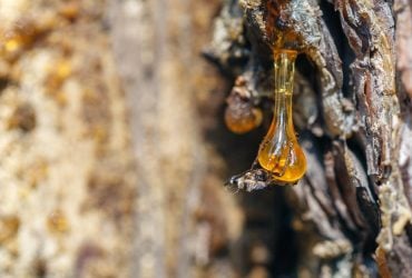 Як прибрати деревну смолу з одягу: 5 надійних методів