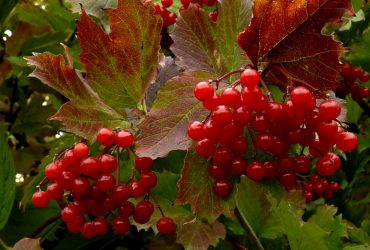 31 жовтня: народне свято і прикмети погоди, що заборонено робити сьогодні