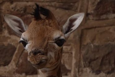 Сразу два зоопарка радуются пополнению: на свет появились жирафенок и горилла (видео)