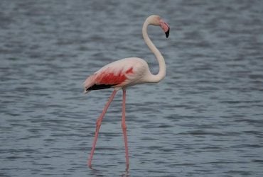 На Одещину несподівано прилетіла зграя рожевих фламінго (відео)