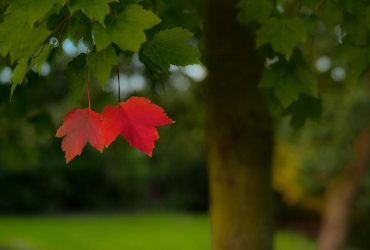 Новый антициклон изменит погоду в Украине: синоптик рассказал, чего ожидать