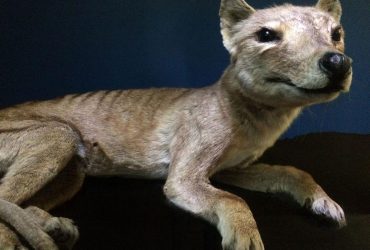 Науковці зібрались відродити вимерлий вид тасманійського тигра