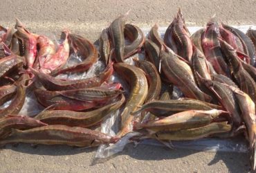 На Одещині піймали браконьєра із червонокнижною рибою майже на 3 мільйони гривень