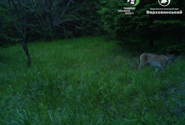 В Карпатах в фотоловушку попала уникальная рысь (фото, видео)