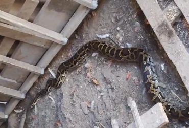 В Бучі гігантский пітон окупував курник (фото)