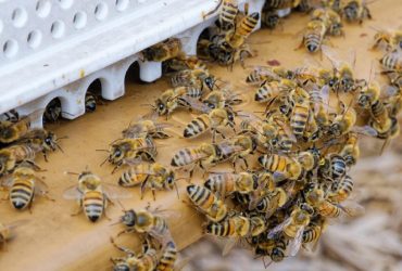 Сильніше за грозову хмару: вчені з'ясували, що бджоли здатні генерувати потужний електричний заряд