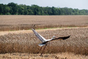 Еще одна страна ЕС не хочет импортировать украинское зерно