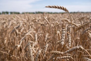 Ukraine will give tons of grain to starving African countries for free