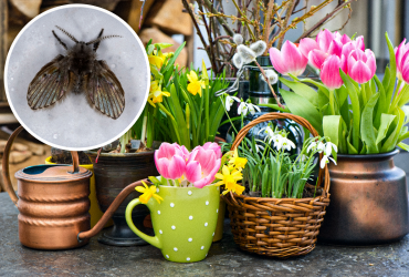 How to get rid of midges in flower pots: 5 effective remedies