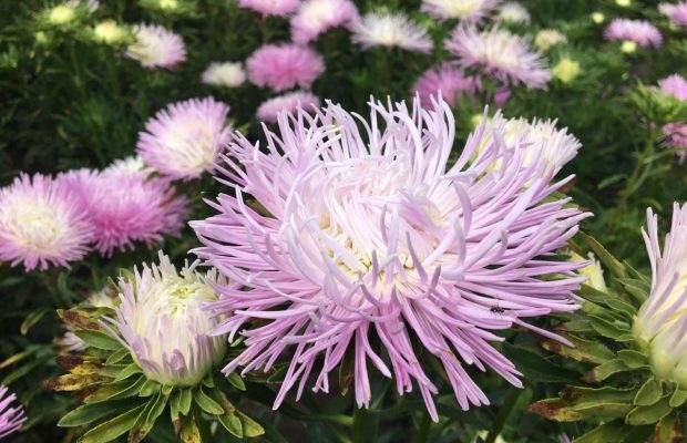 Зробили неможливе: у київському ботсаду попри війну виростили колекцію айстр (фоторепортаж)