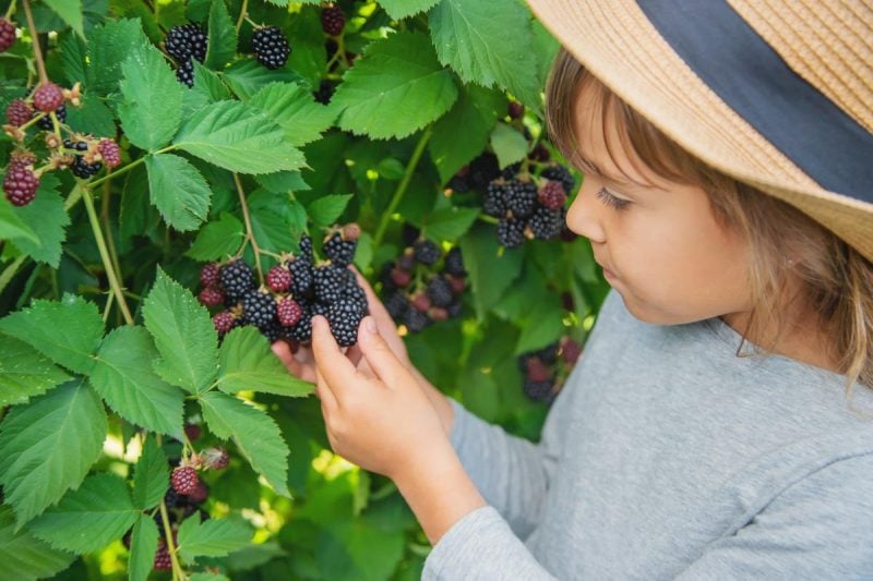 8 продуктів, у яких магнію набагато більше, ніж у ожині