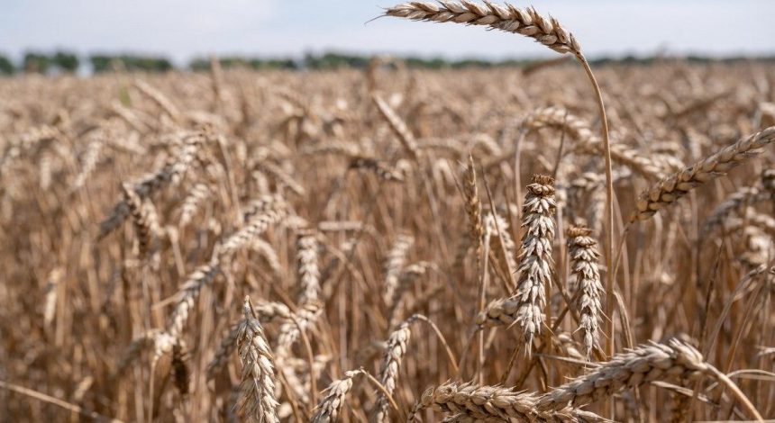 В Україні очікують спаду урожаю цьогоріч: зернових та олійних буде менше