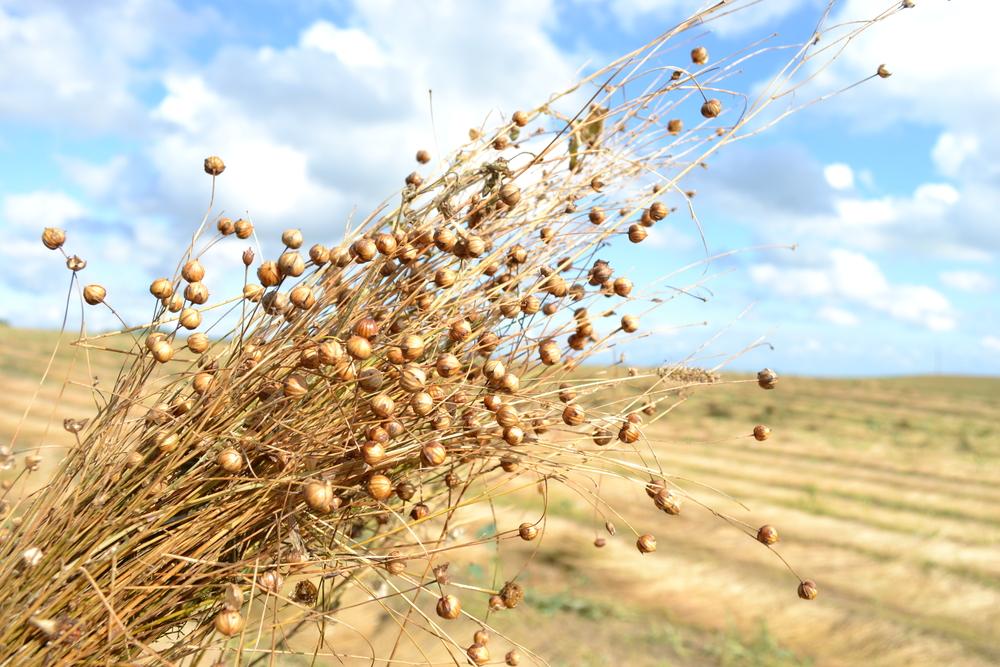 Яке сьогодні свято в Україні / фото ua.depositphotos.com Яке сьогодні свято в Україні / фото ua.depositphotos.com