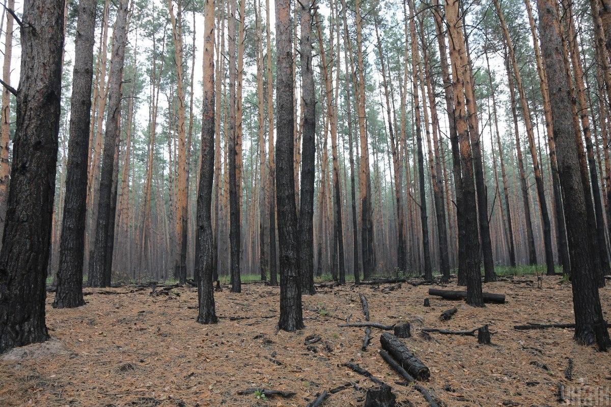 У Києві та області можливі лісові пожежі / фото Ковальчук Віктор, УНІАН У Києві та області можливі лісові пожежі / фото Ковальчук Віктор, УНІАН