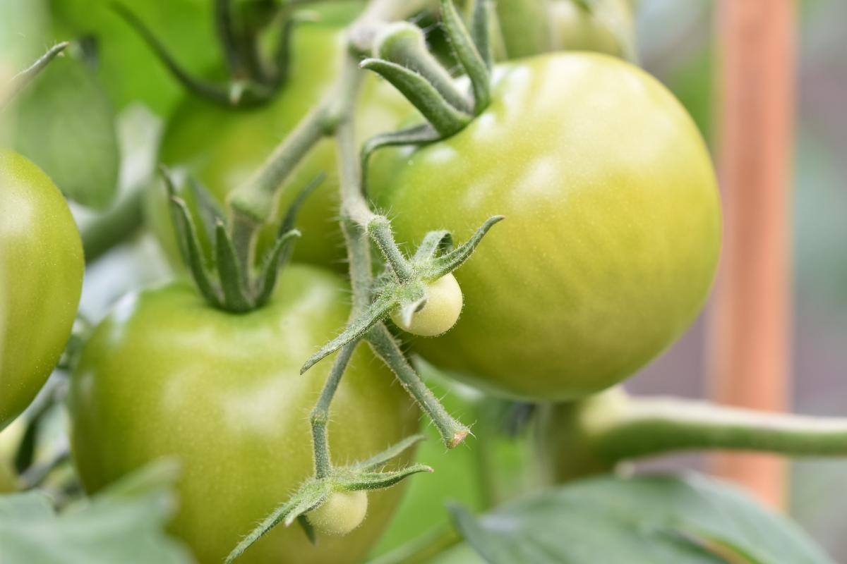 Как приготовить зеленые помидоры / фото pexels.com