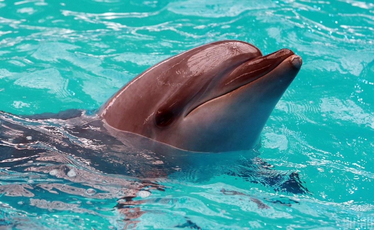 На побережье в пределах национального парка ученые вновь нашли останки погибших двух дельфинов / фото УНИАН