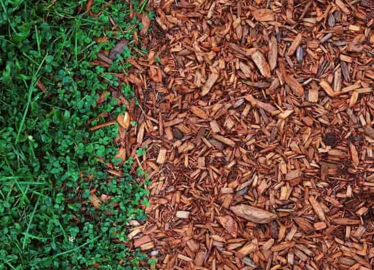 Чем мульчировать огород на зиму / фото fertilizerdaily.ru Чем мульчировать огород на зиму / фото fertilizerdaily.ru