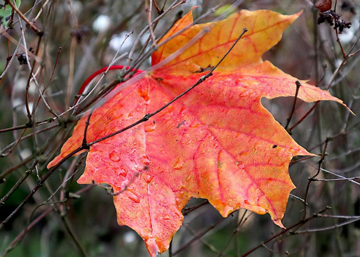 Погода сьогодні / фото Pixabay