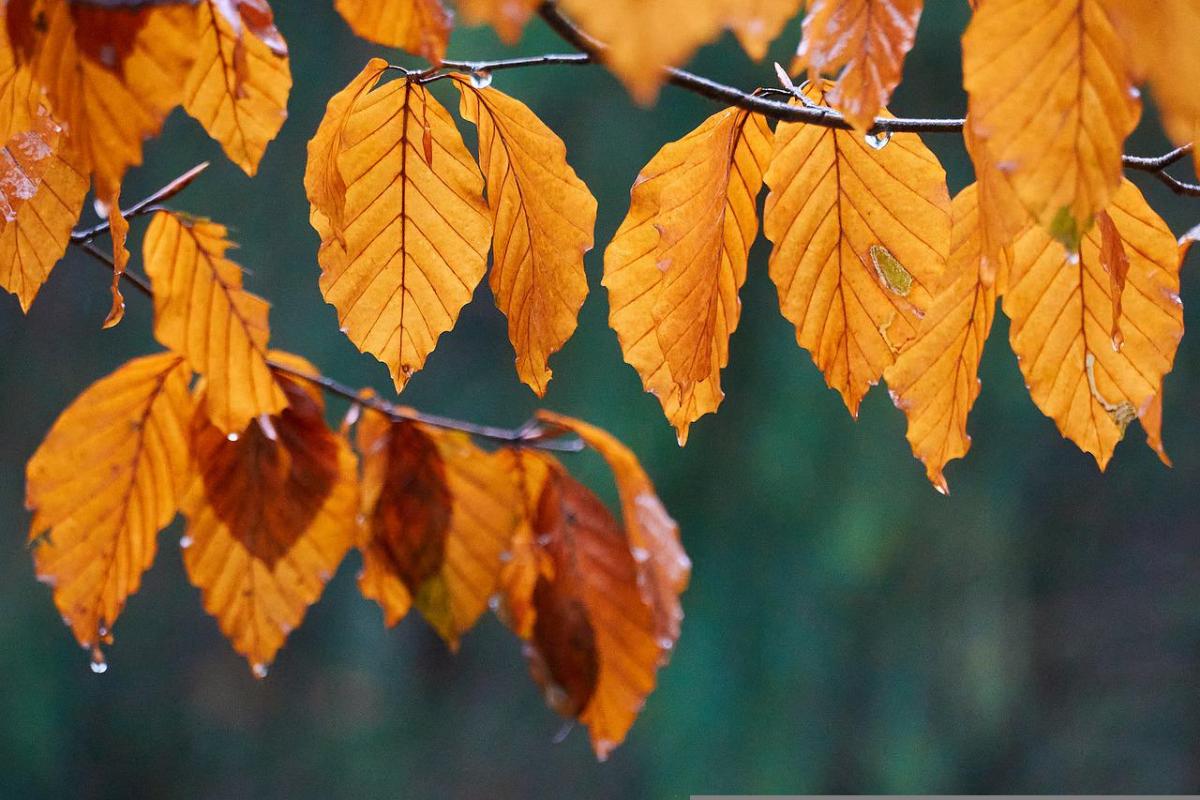 Погода сьогодні / фото Pixabay