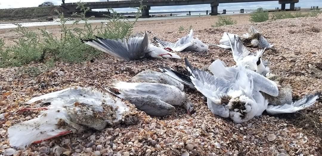 В заповеднике массово гибнут птицы / фото Facebook Іван Русєв В заповеднике массово гибнут птицы / фото Facebook Іван Русєв
