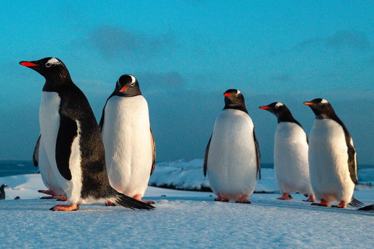 Папуанские пингвины в Антарктиде / фото Сергей Глотов