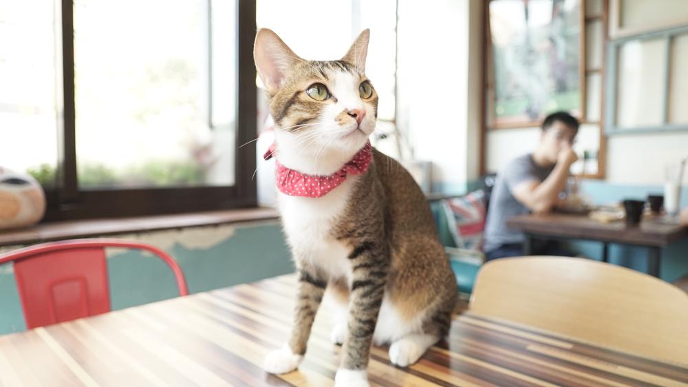 Если у кошки появились блохи - не затягивайте с их уничтожением / фото ua.depositphotos.com