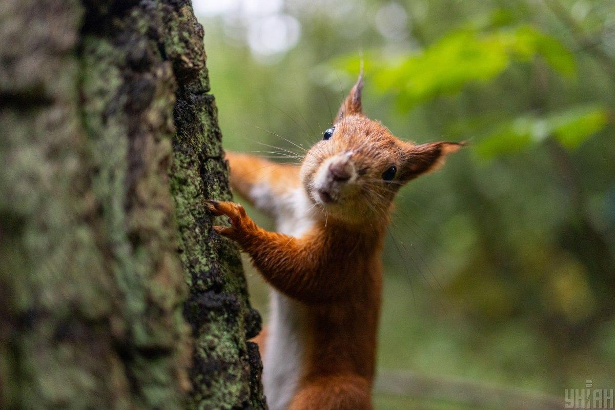 Яке свято 11 жовтня / фото УНІАН Яке свято 11 жовтня / фото УНІАН