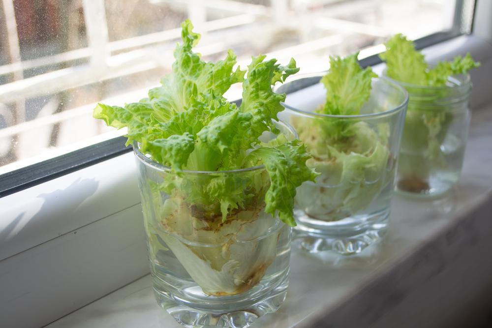 Как вырастить салат с корня / фото ua.depositphotos.com