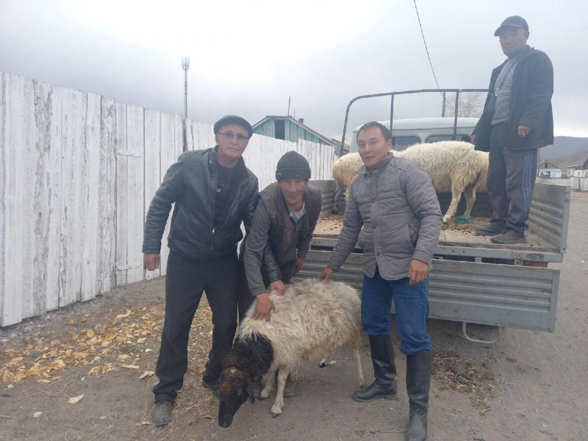В РФ начали выдавать мелкий рогатый скот в виде материальной помощи семьям мобилизованных / фото росСМИ