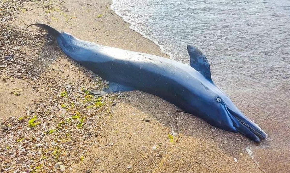 Фото На Одещині через війну гинуть дельфіни 01 вересня 2022