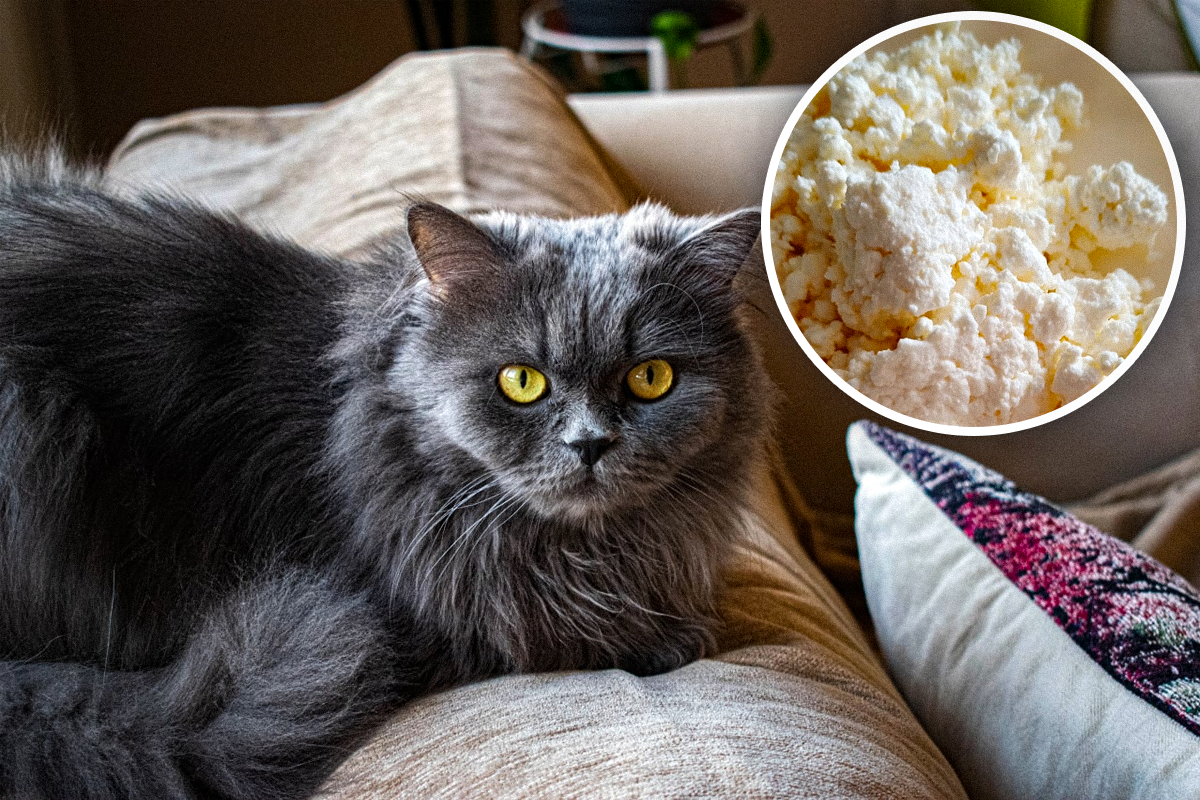 Чем нельзя кормить кота - 8 продуктов, которые противопоказаны кошкам —  УНИАН