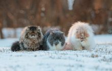 Первые морозы и снег: народный синоптик дал неутешительный прогноз на осень