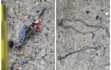 "Казнили и сожгли": в Буче в гараже нашли тела замученных оккупантами людей (фото)