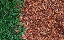 Чим мульчувати город і сад восени: 6 найкращих варіантів для захисту ґрунту