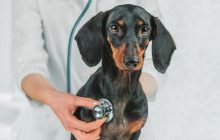 Вакцинація цуценят