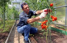 Експерти прогнозують дефіцит тепличних овочів цього сезону на українському ринку