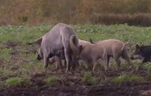 ЗМІ дізналися, як дикі "окупанти" псують життя людям на Волині (відео)