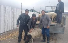 У РФ почали видавати рогату худобу у вигляді матеріальної допомоги сім'ям мобілізованих