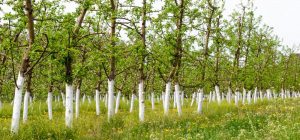 Почему нужно белить деревья осенью: польза процедуры и домашние рецепты