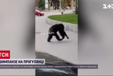 У центрі Харкова вдень розгулювала шимпанзе