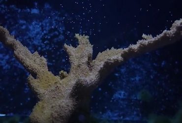 Ученые придумали, как спасти вымирающие кораллы лосиный рог