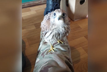 Українські прикордонники взяли на службу крилатого матроса Джиммі (відео)