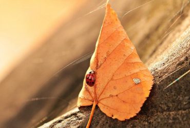 В Украину идет потепление: температура подскочит до +28°