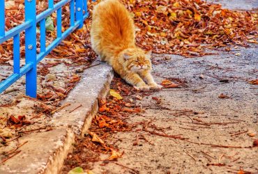 Субота порадує українців осіннім теплом до +12° (карта)