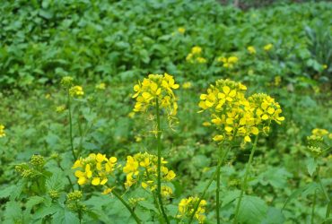 5 найкращих сидератів для городу на зиму: захистять і удобрять грунт, поліпшать урожай