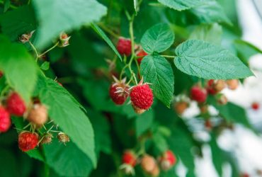 Малины будет вдоволь: это средство спасет ваш урожай ягод